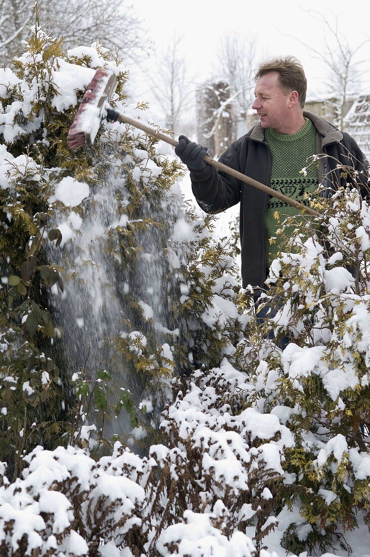 Man shakes snow with broom of Thuja (Tree of Life)