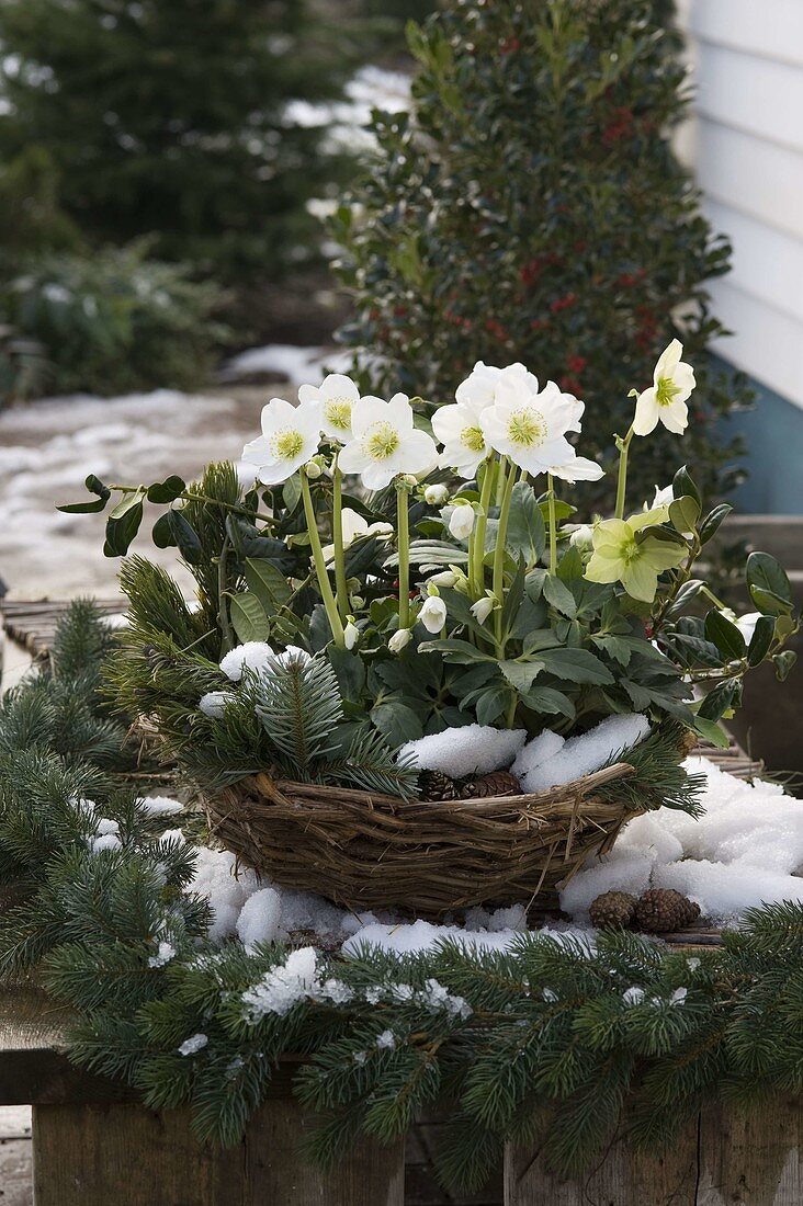 Basket with Helleborus niger (Christmas rose)