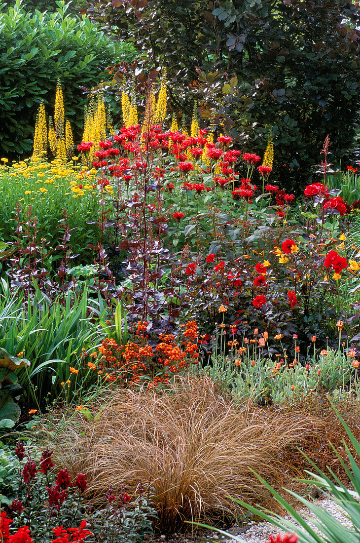 Warme Farbgrenze: Carex comans Bronze, Ligularia 'The Rocket', Dahlia 'Bednall Beauty', Monarda 'Cambridge Scarlet'