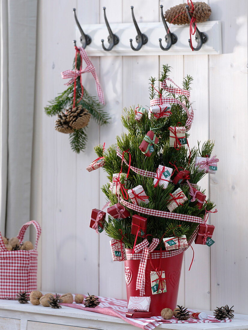 Pinus (pine) bouquet in red pot as Advent calendar