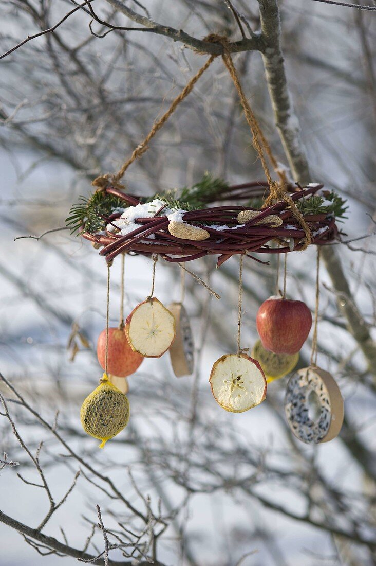 Cornus wreath with fir as bird feeding station