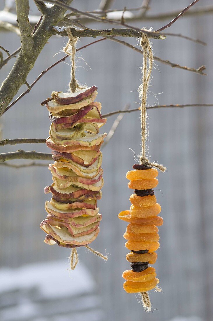 Cords with apple slices (malus) and dried apricots