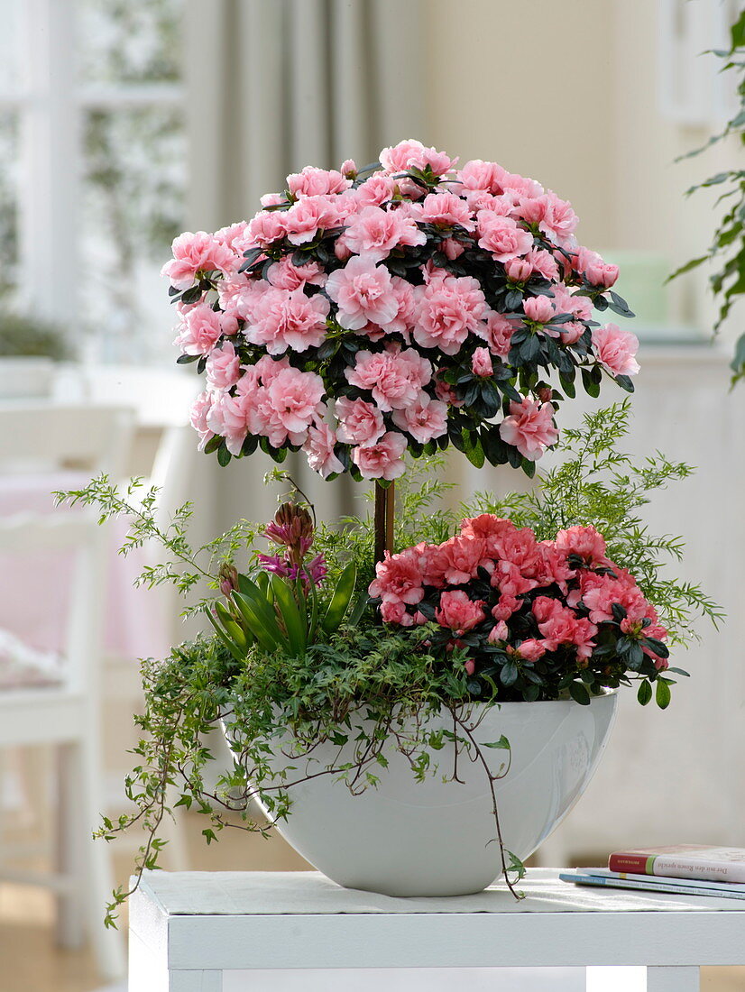 Rhododendron simsii 'Christine Matton' Stamm , 'Christine Magic' Busch