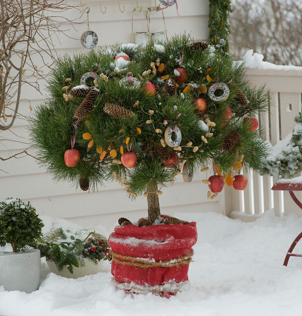 Vogelfutter-Baum auf verschneitem Balkon