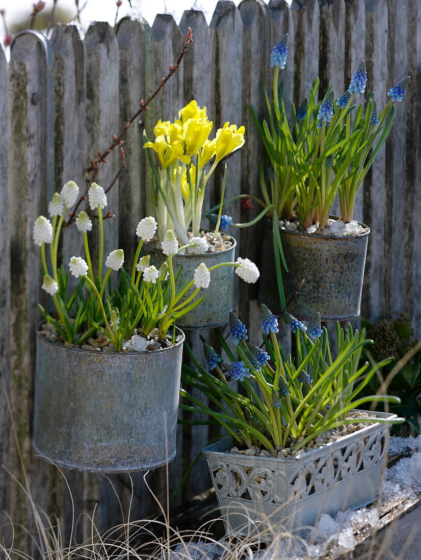 Metal pots with muscari, iris danfordiae