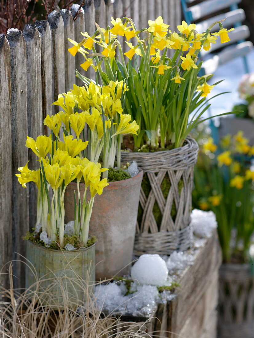 Iris danfordiae (Yellow Iris), Narcissus 'Tete a Tete' (Daffodils) in tin pot