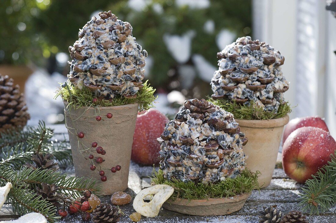 Pine cones filled with birdseed