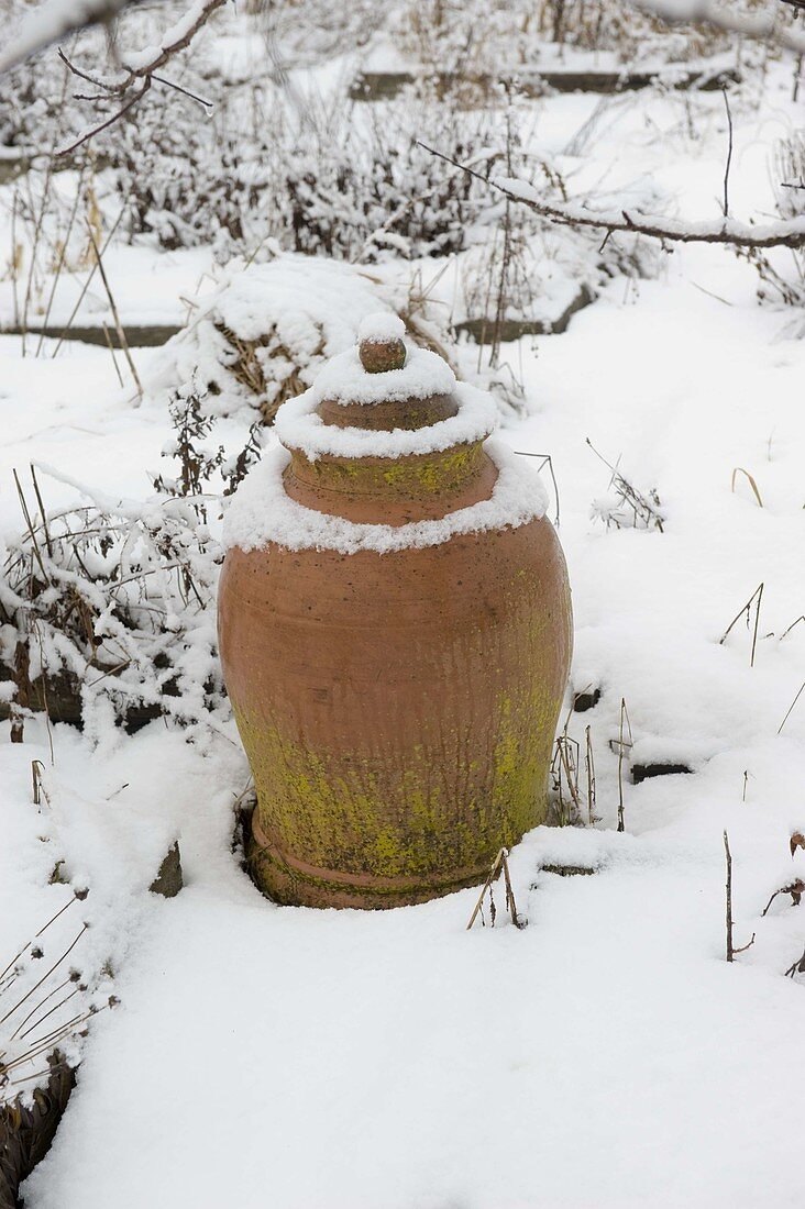 Verschneiter Rhabarbertopf aus Terracotta im winterlichen Bauerngarten