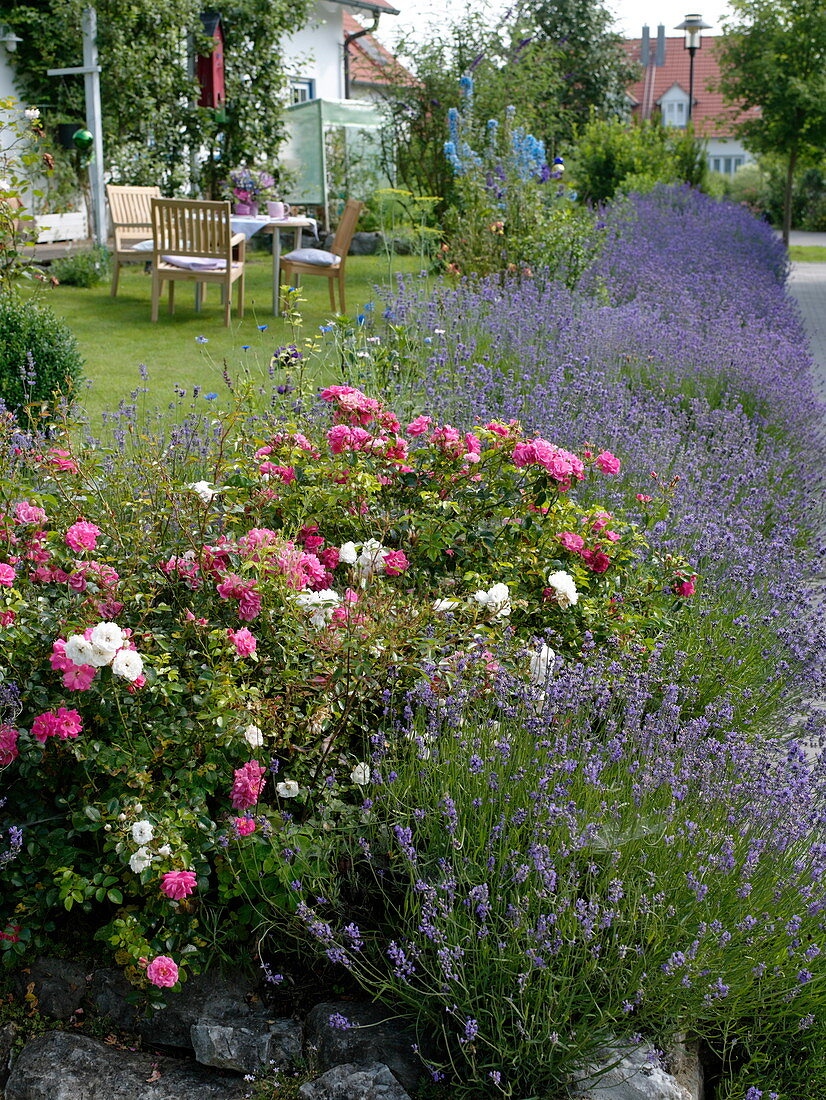 Garden bordered with a hedge of lavandula and roses