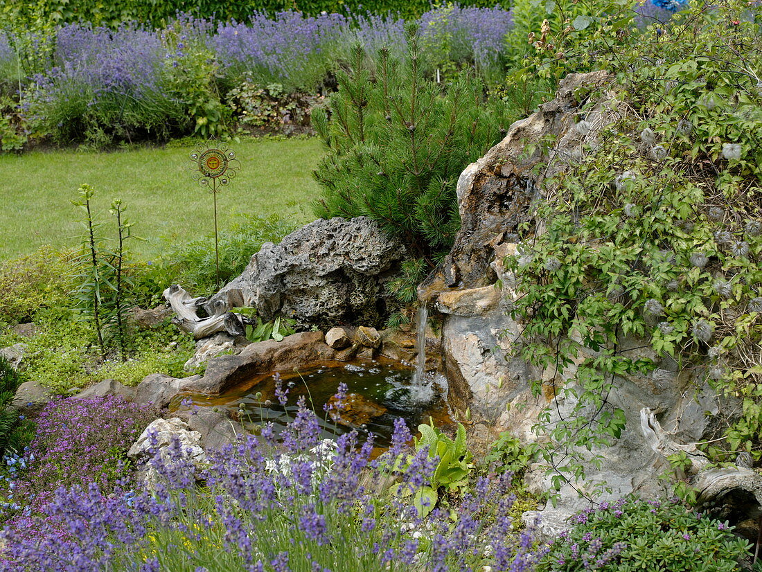 Kleiner Wasserfall, Mini-Teich, Lavandula (Lavendel), Pinus (Kiefer)