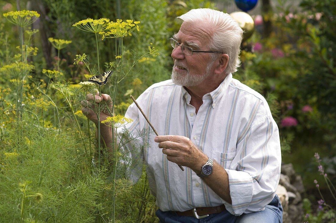 Man is happy about swallowtail on fennel