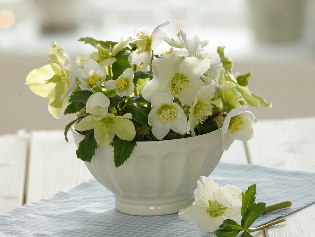 White bowl with Helleborus niger (Christmas rose)