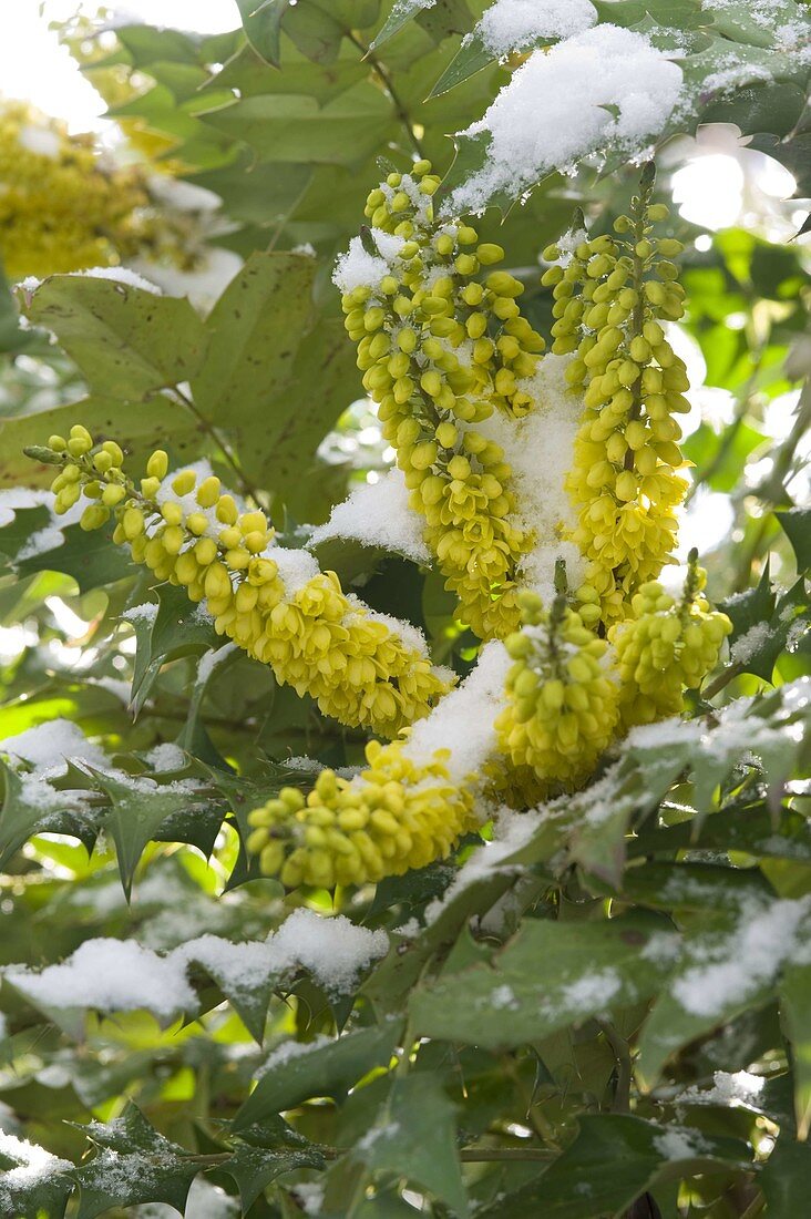 Mahonia x media 'Winter Sun' (Schmuck - Mahonie)