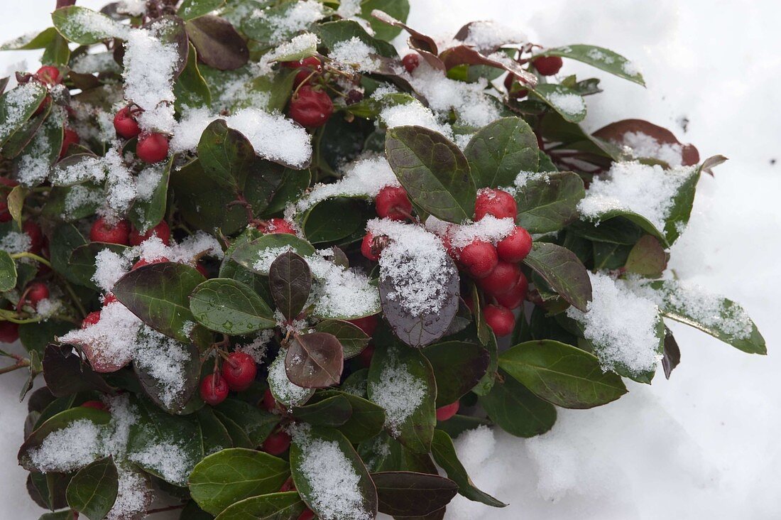 Gaultheria procumbens 'Winter Pearls' (Scheinbeere) im Schnee
