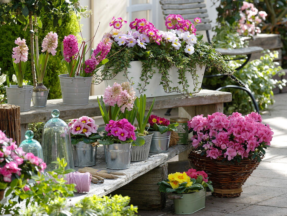 Primula acaulis und elatior (Primeln), Hyacinthus (Hyazinthen)