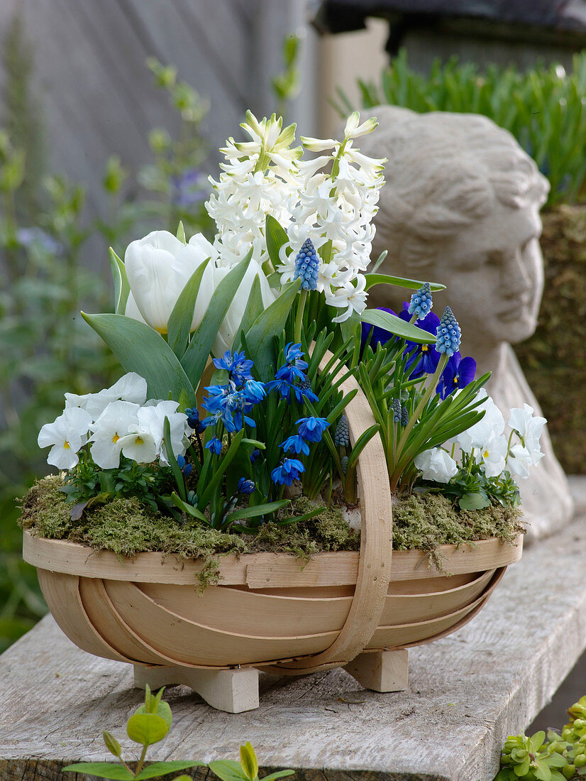 Blue-white planted woodchip basket Hyacinthus 'White Pearl', Tulipa