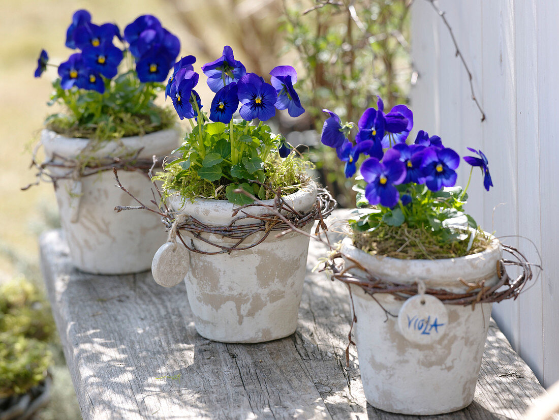 Viola cornuta in rustic pots, betula branches