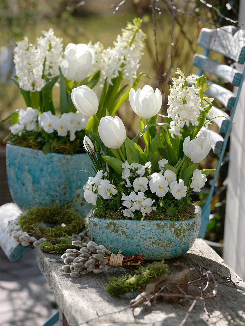 Tulipa 'Mondial' (Tulpen), Hyacinthus 'White Pearl' (Hyazinthen), Viola corn