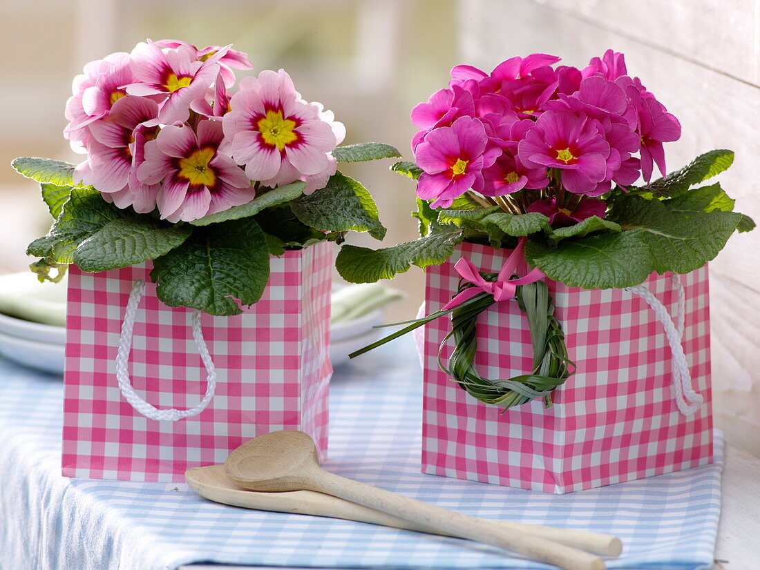 Primula acaulis in pink and white checked gift bag
