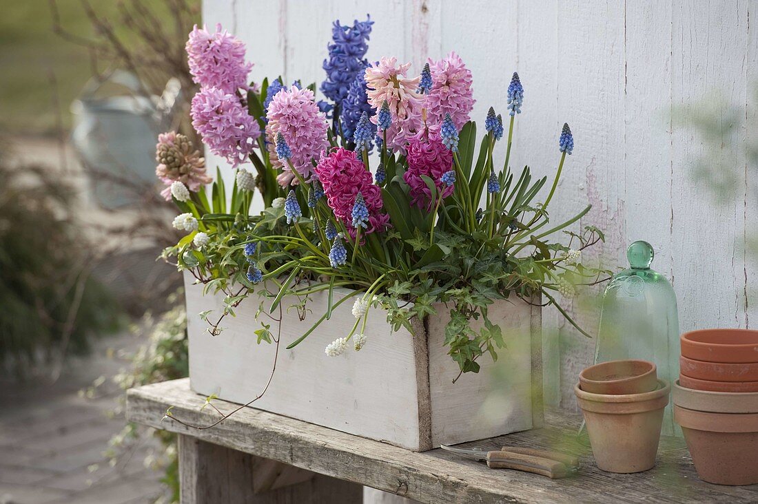 Hyacinthus (Hyazinthen), Muscari (Traubenhyazinthen) und Hedera