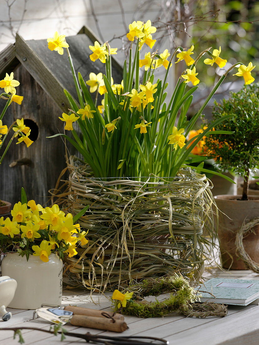 Narcissus 'Tete a Tete' (Narzissen), Hasendraht mit Miscanthus (Chinaschilf)