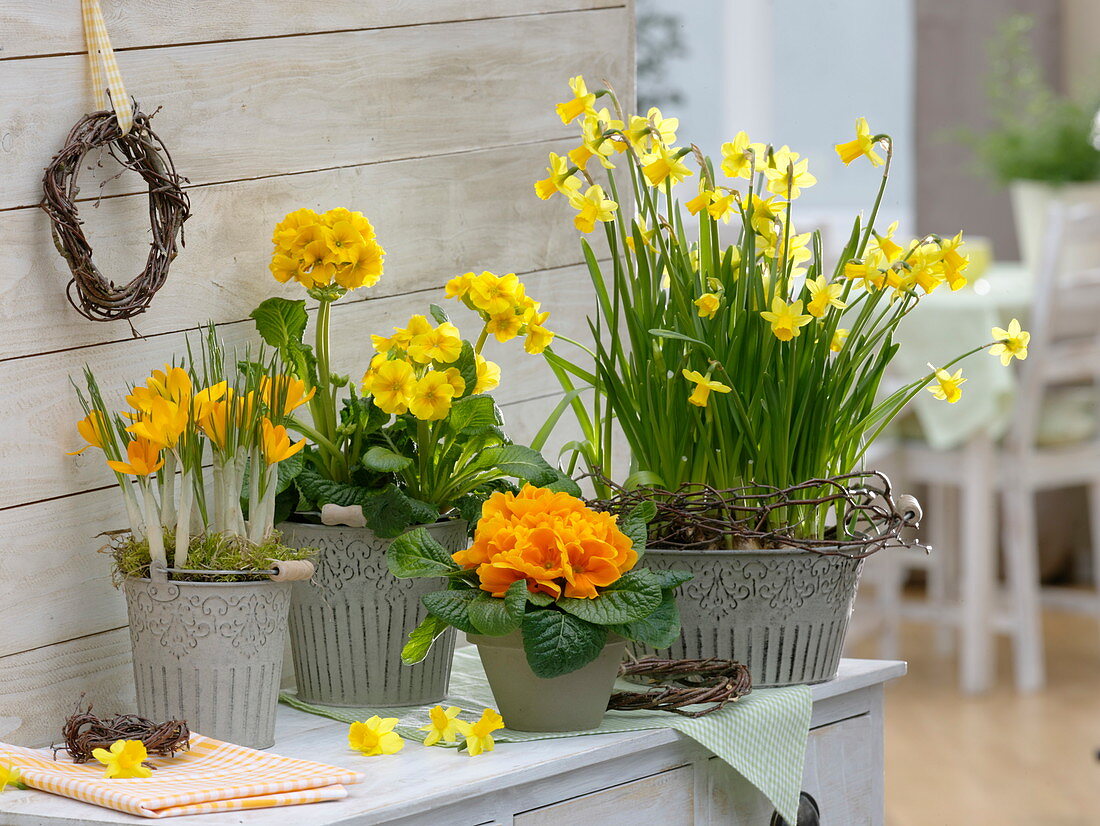 Gelbes Frühlings-Arrangement : Narcissus 'Tete a Tete' (Narzissen), Primula