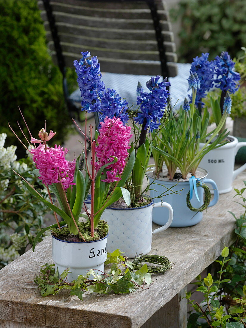 Hyacinthus 'Pink Pearl', 'Blue Jacket' (hyacinths) in enamelled containers