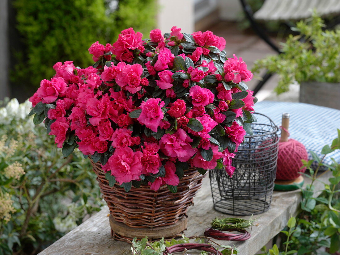 Rhododendron simsii (room azalea) in basket planter