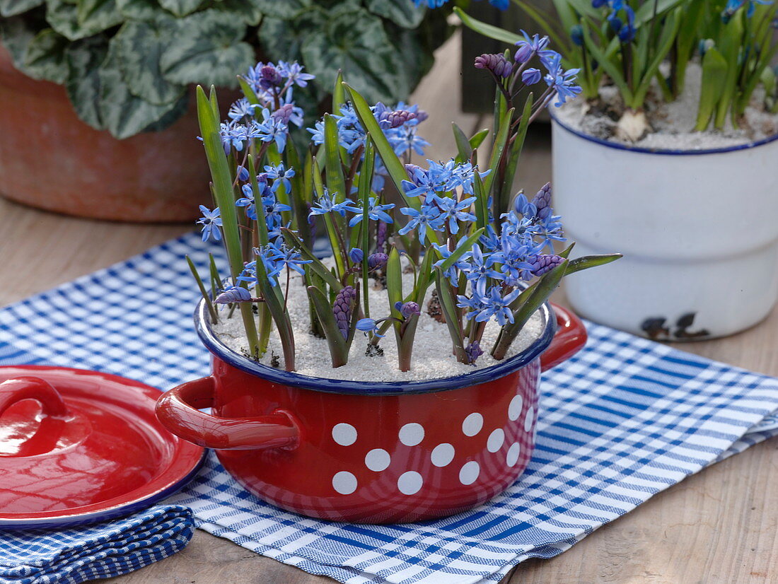 Scilla biflora (blue star) in red and white dotted pot