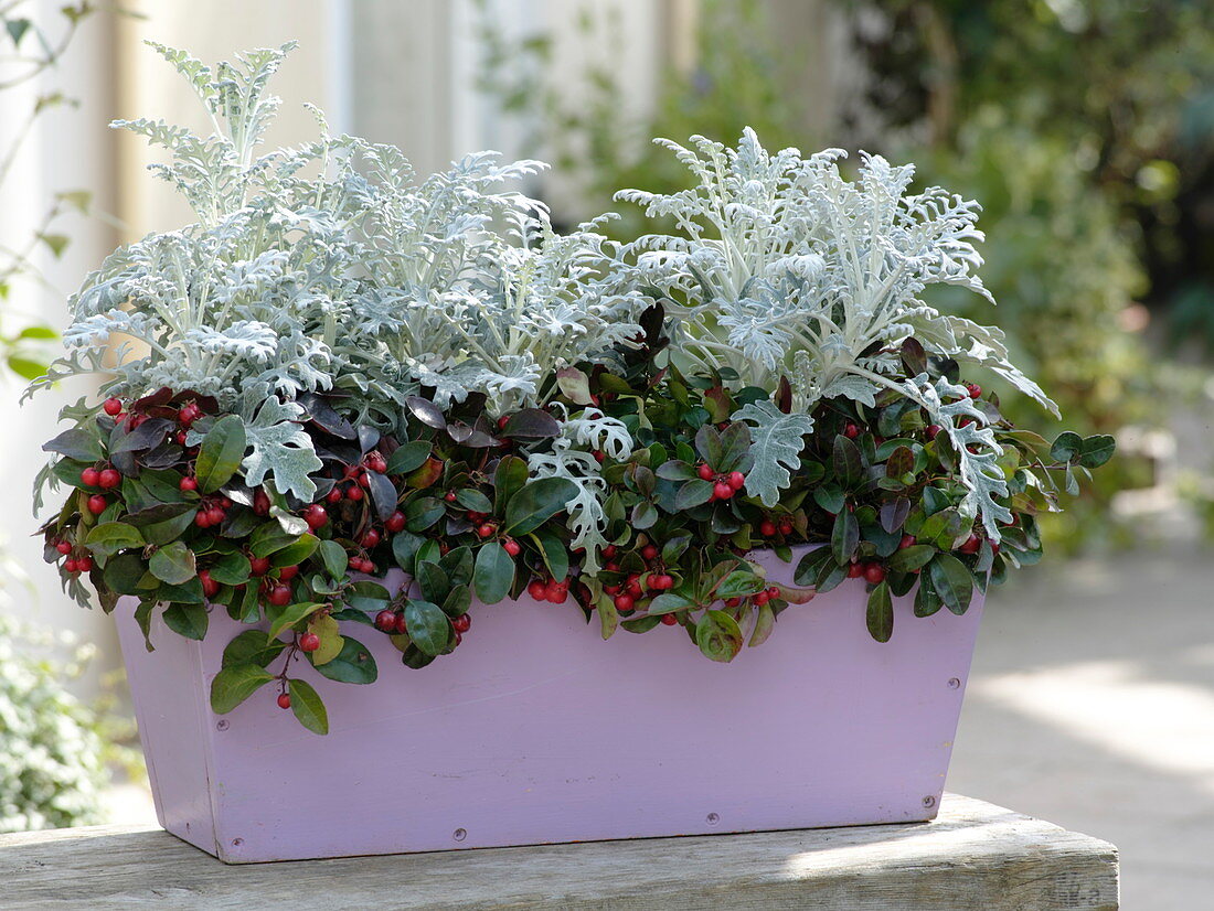 Winterliche Bepflanzung mit Cineraria maritima (Silberblatt), Gaultheria