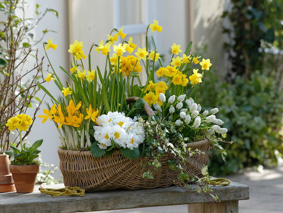 Yellow and white spring basket: Narcissus 'Tete-a-Tete' (Daffodils), Primula