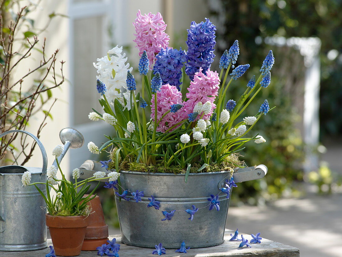 Hyacinthus (hyacinth), Muscari 'Blue Magic', Azureum 'Album'
