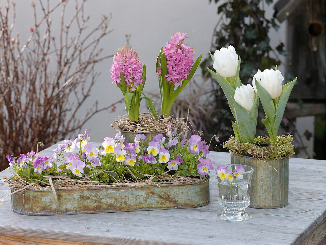 Tin box with Viola cornuta (Horned violet), Hyacinthus (Hyacinths)