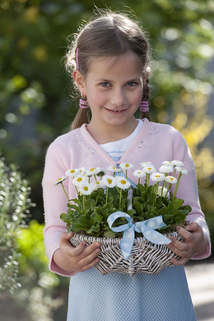 Girl carries basket with Bellis (amarant)