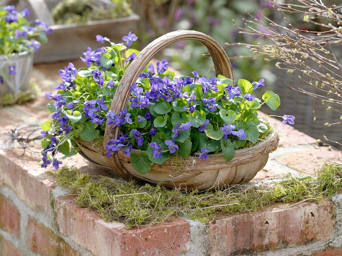 Viola odorata (fragrance violet) in basket placed on brick wall