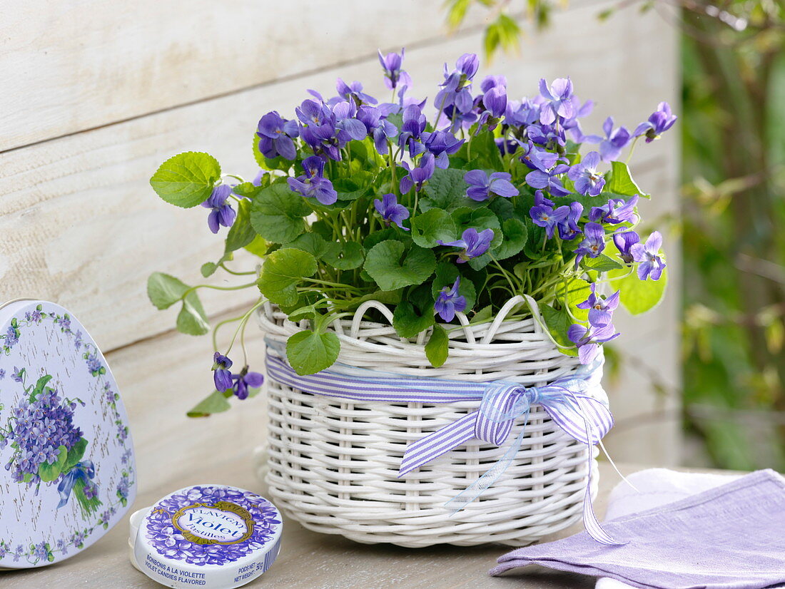 Viola odorata (fragrance violet) in white basket