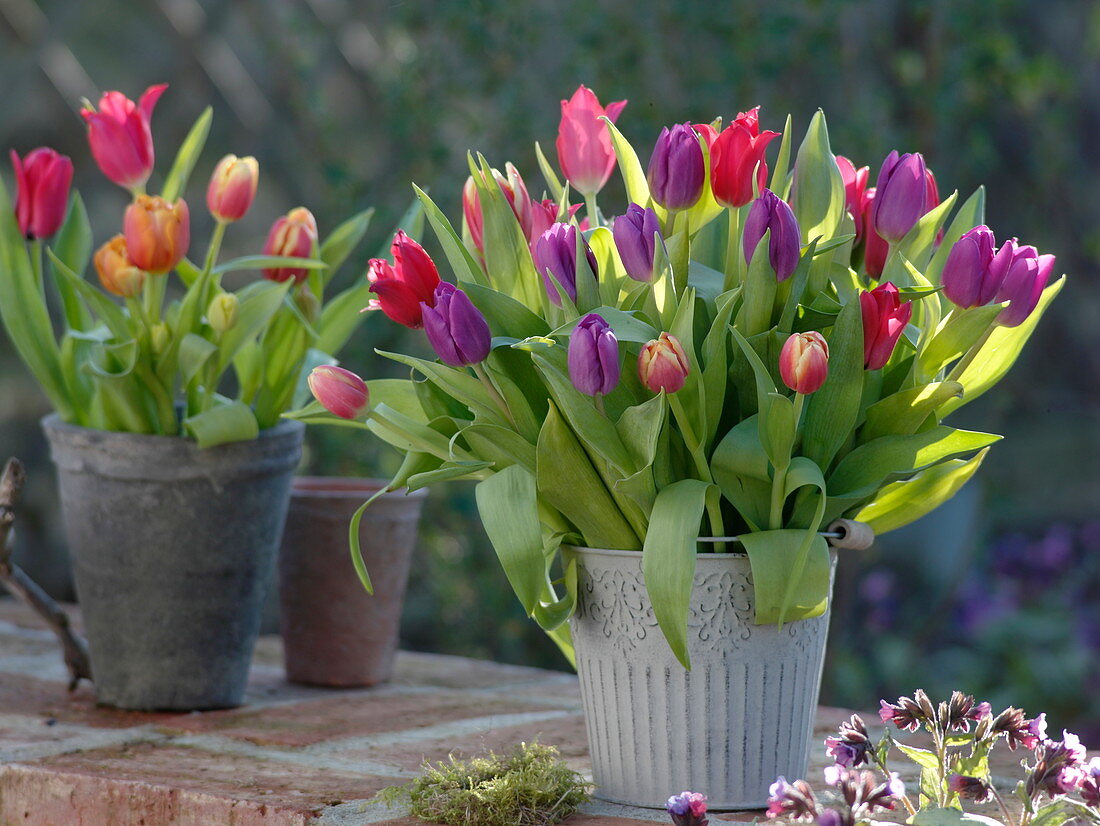 Gemischter Strauß aus roten und violetten Tulipa (Tulpen) in Blecheimer