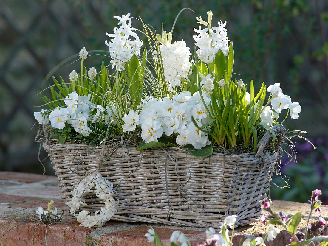 Basket box with white spring bloomers