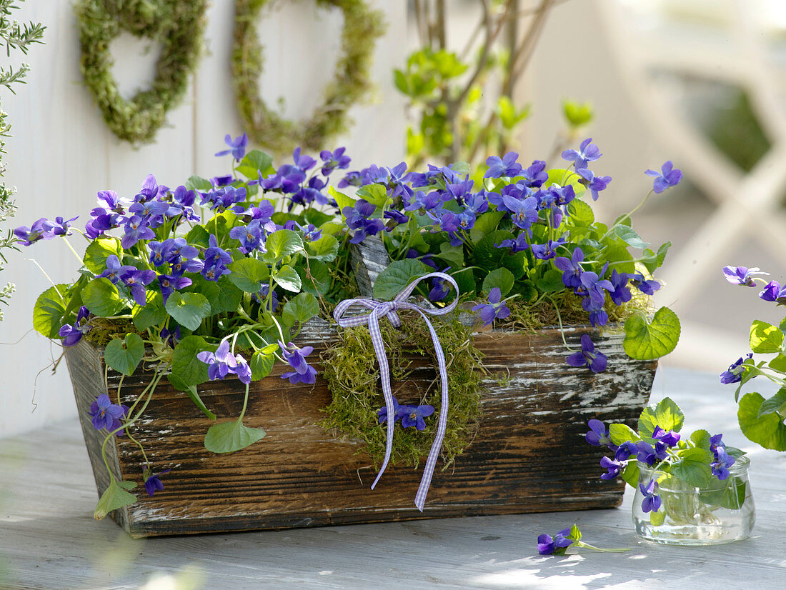 Viola odorata (scented violet) in wooden basket