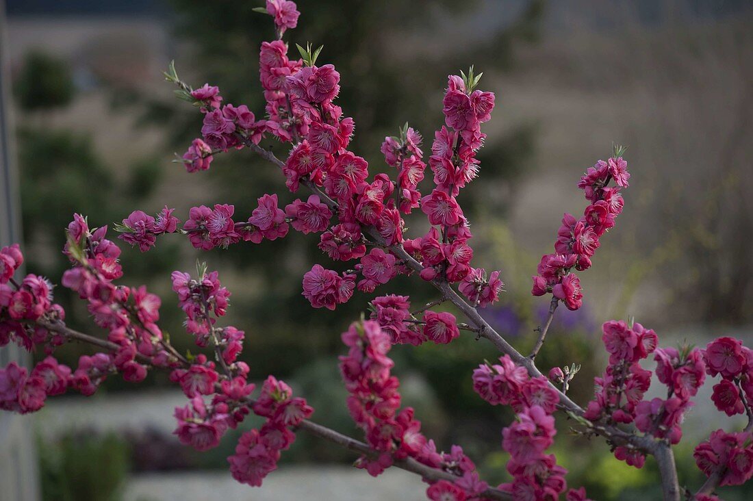 Prunus persica 'Melred' (Zierpfirsich) mit roten Blüten