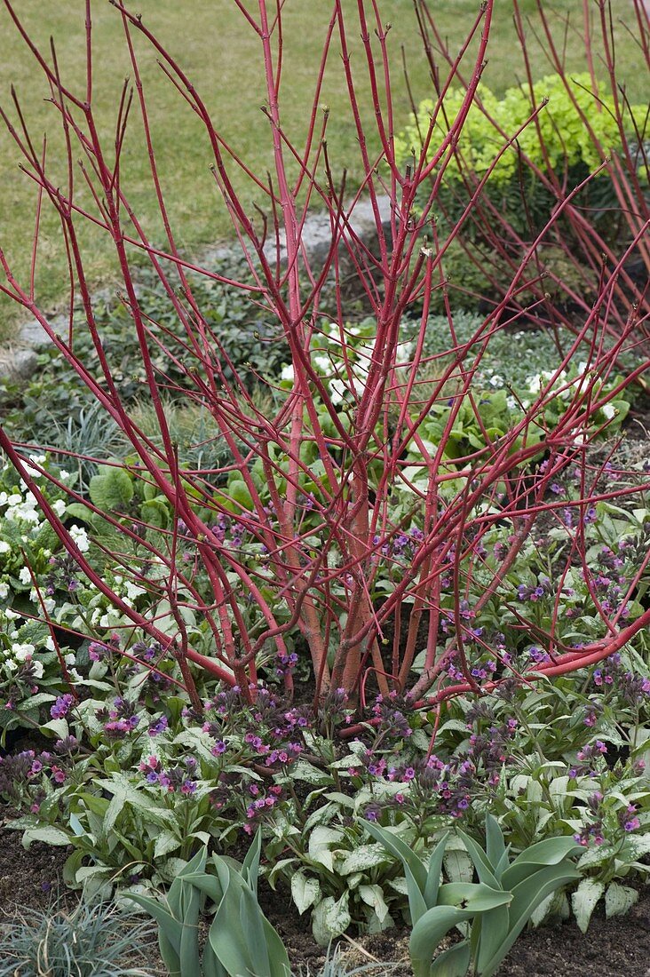 Cornus alba (Hartriegel) unterpflanzt mit Pulmonaria 'Silver Bouquet'