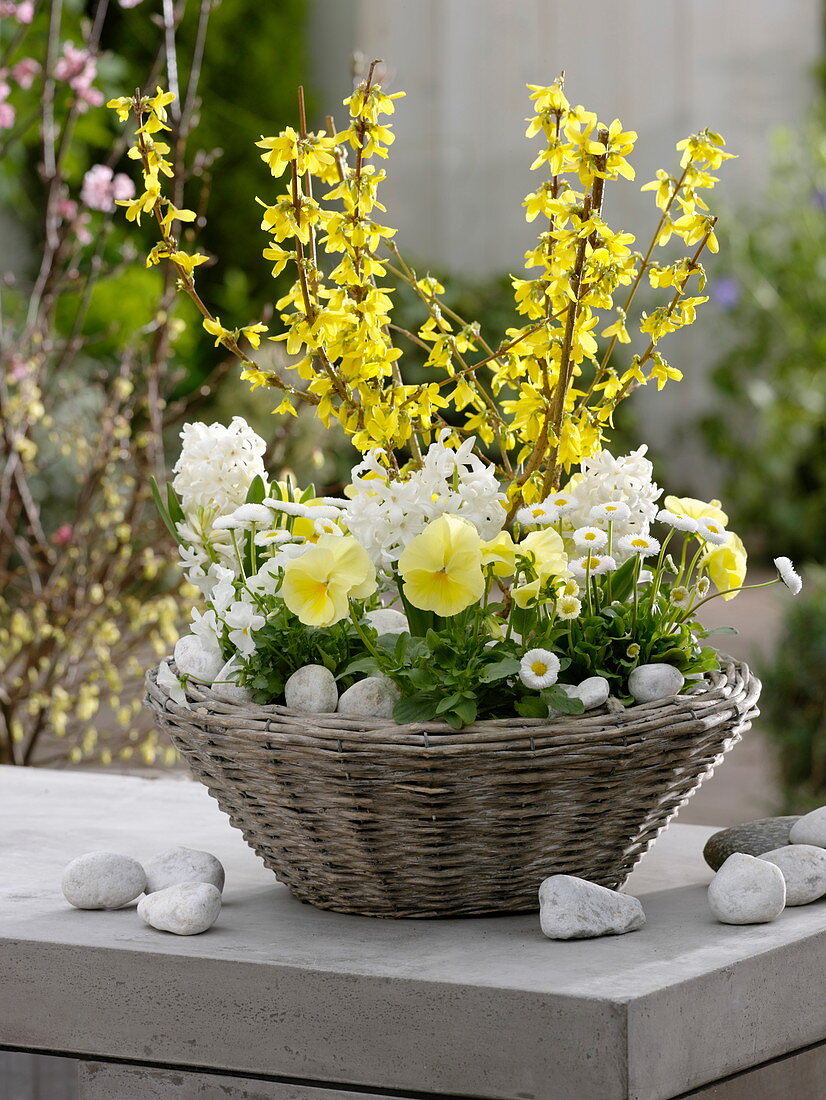 White and yellow spring basket, Forsythia 'Lynwood Gold'