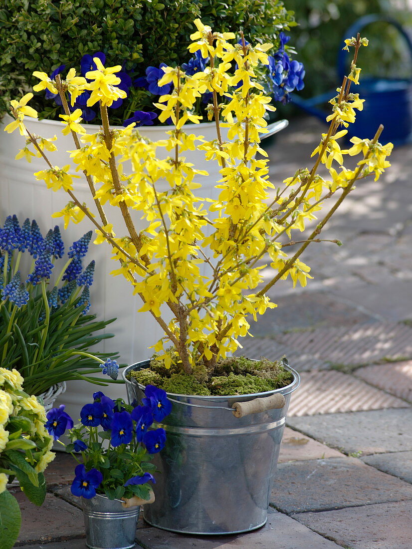 Forsythia 'Lynwood Gold' (Goldglöckchen) in Metall - Eimer