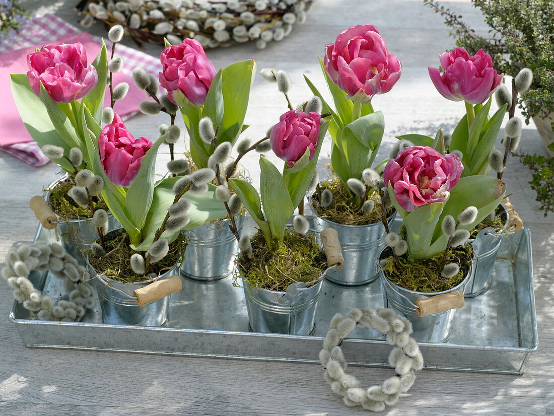 Tulipa 'Globe' (tulip) in small metal buckets