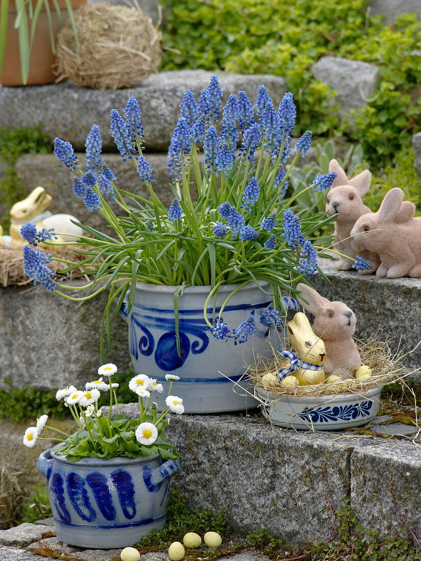 Muscari 'Magic Blue' and Bellis