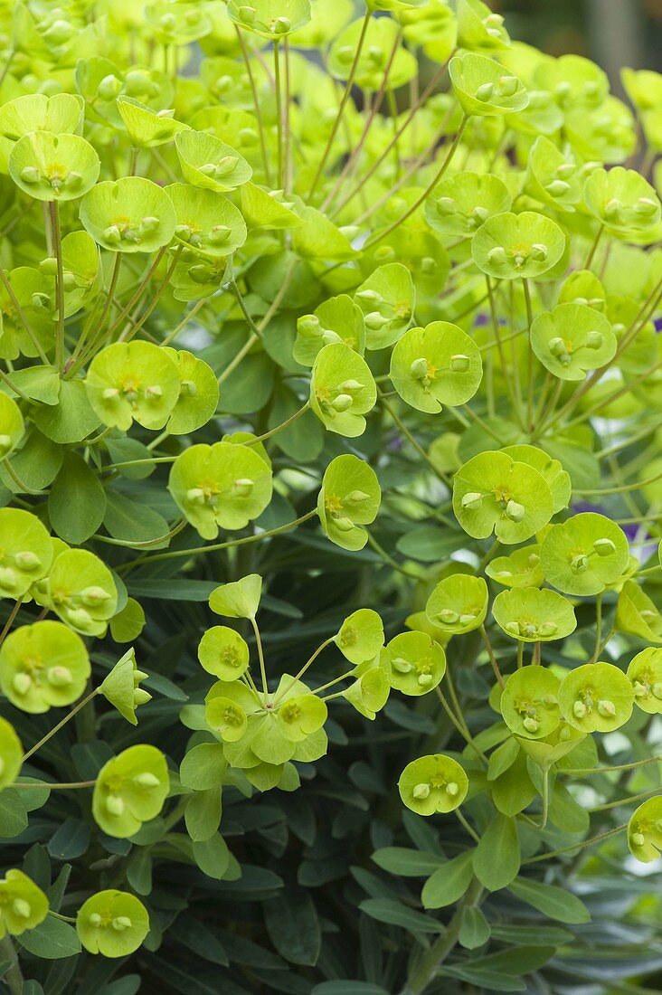 Euphorbia 'Antigone' (Spurge) flowers