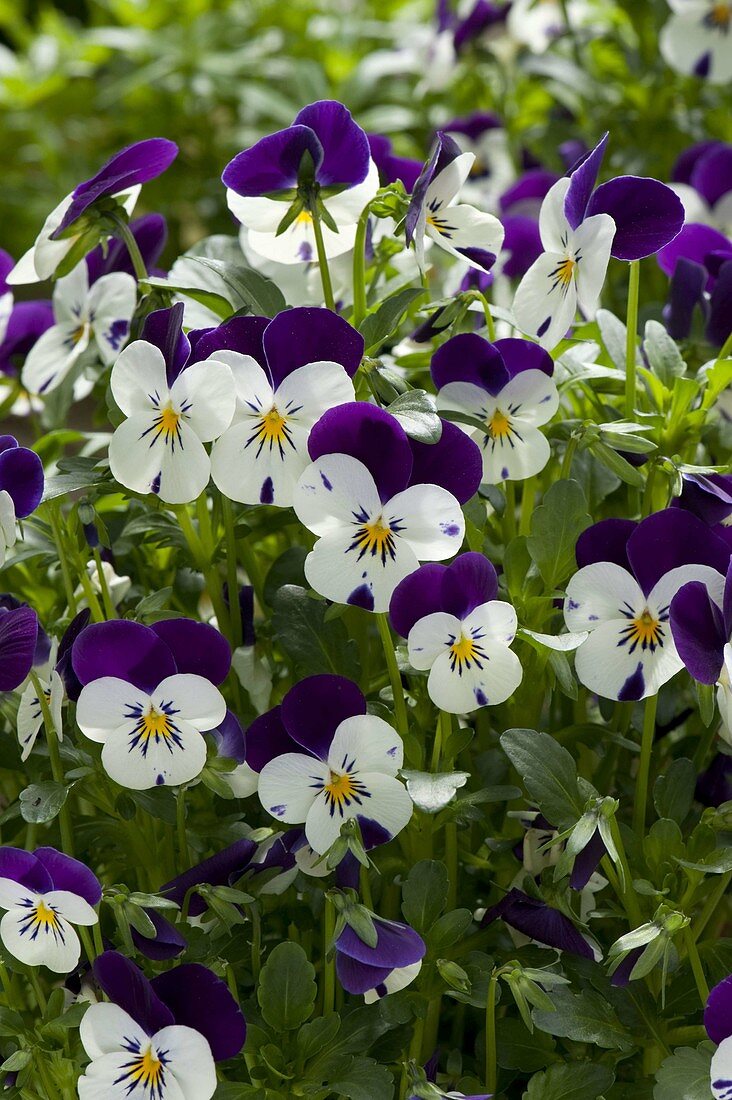 Viola cornuta 'Callisto Purple & White' (Hornveilchen)