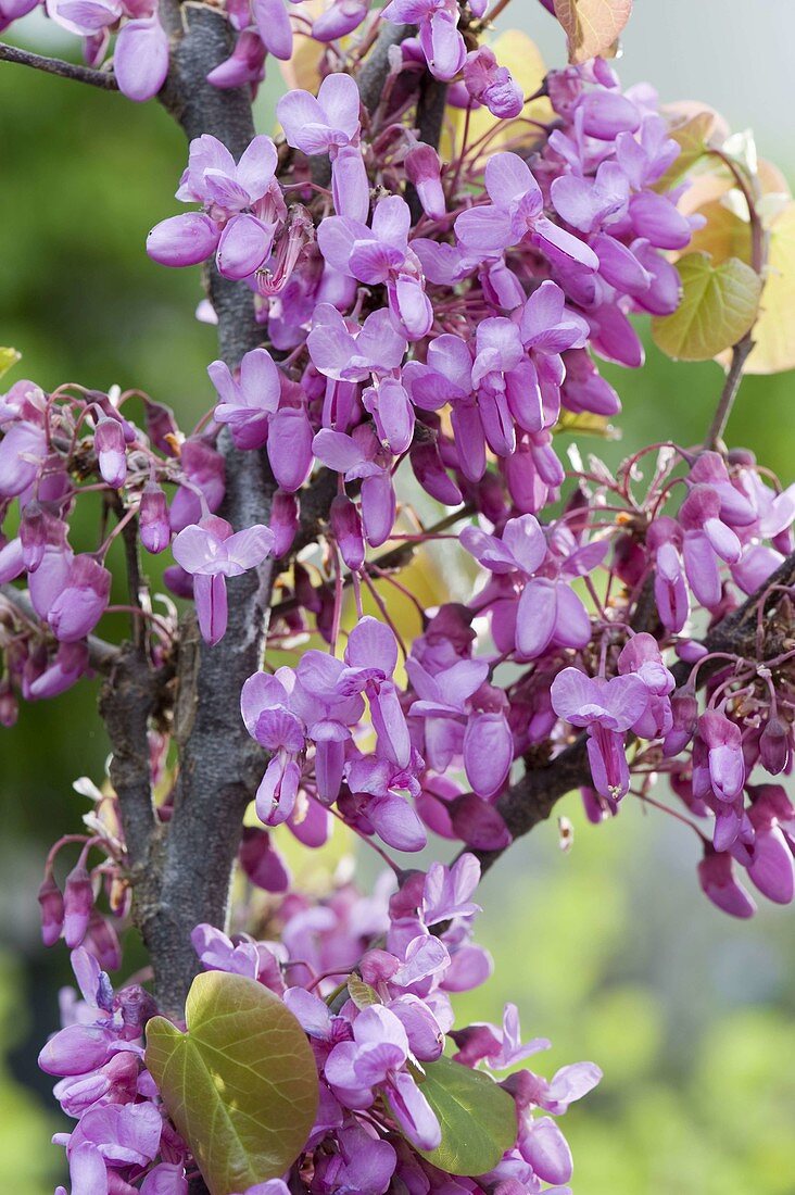 Cercis siliquastrum (Gewöhnlicher Judasbaum)