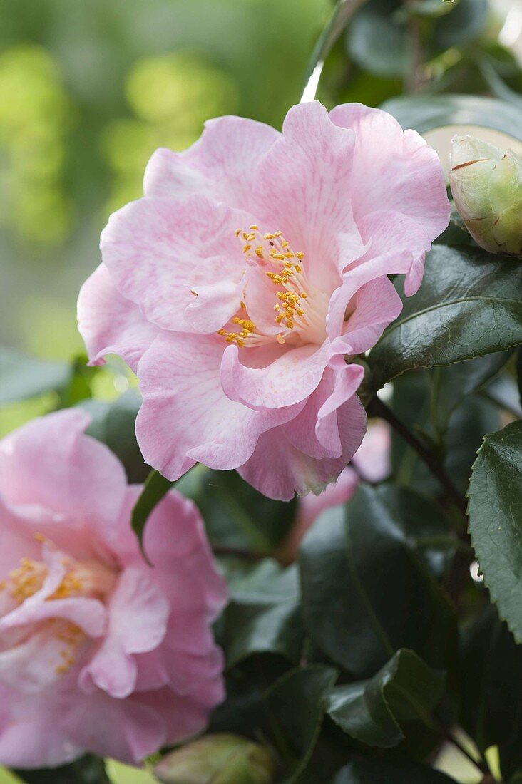 Camellia japonica 'Laurie Bray' (camellia)