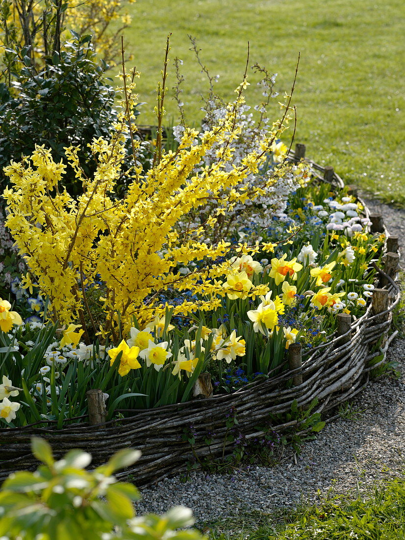 Forsythia (Goldglöckchen), Narcissus (Narzissen), Bellis (Tausendschön)